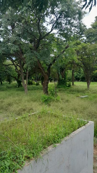 Foto 11 de 16 — Praça do Selmi Dei fica mais de 5 meses sem limpeza e moradores relatam aparecimento de cobras